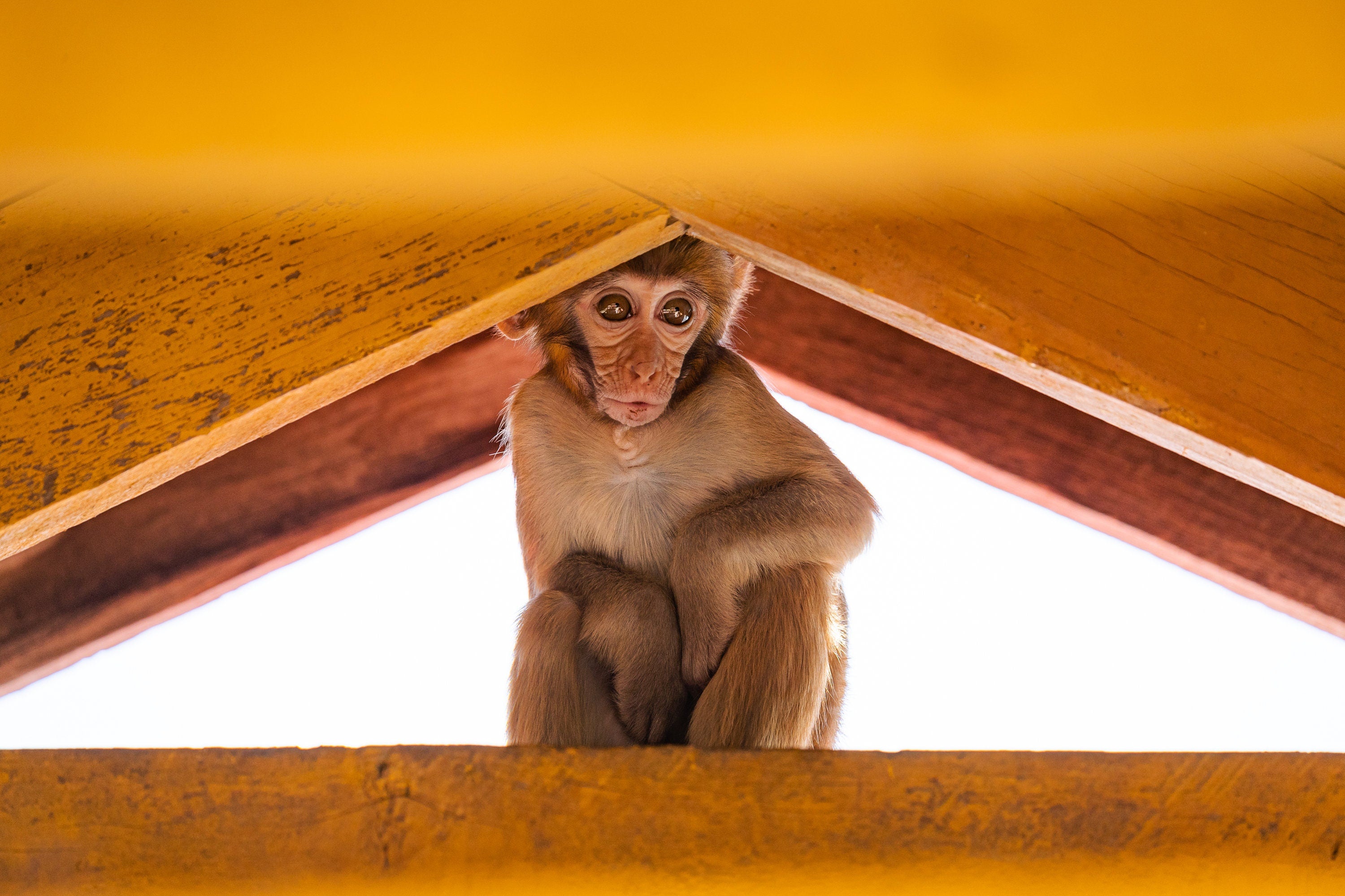 Mount Popa Rhesus Macaques - Myanmar Fine Art Photography (Metal & Bamboo Prints)