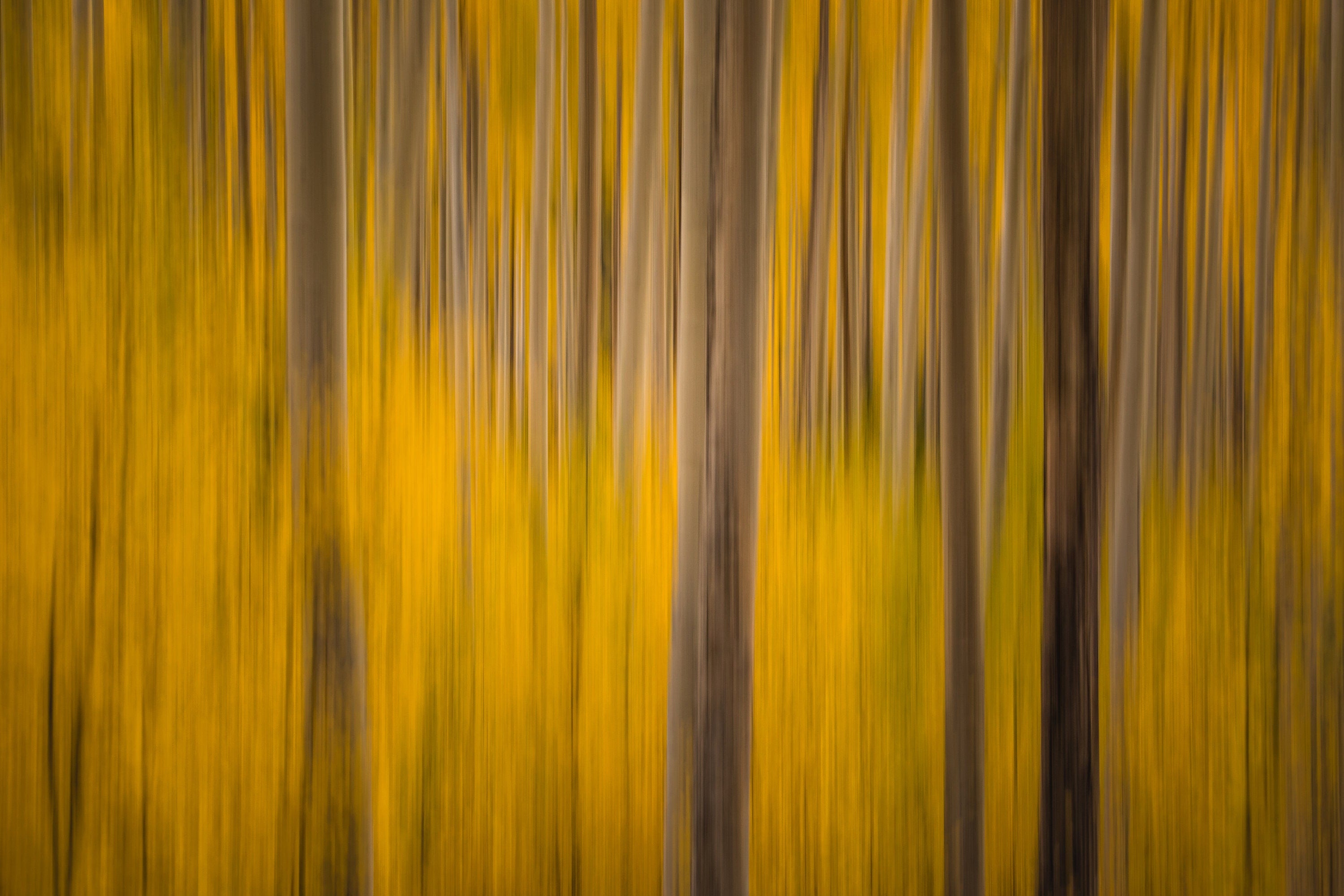 Aspen Trees II - Colorado Fine Art Photography (Metal & Bamboo Prints)