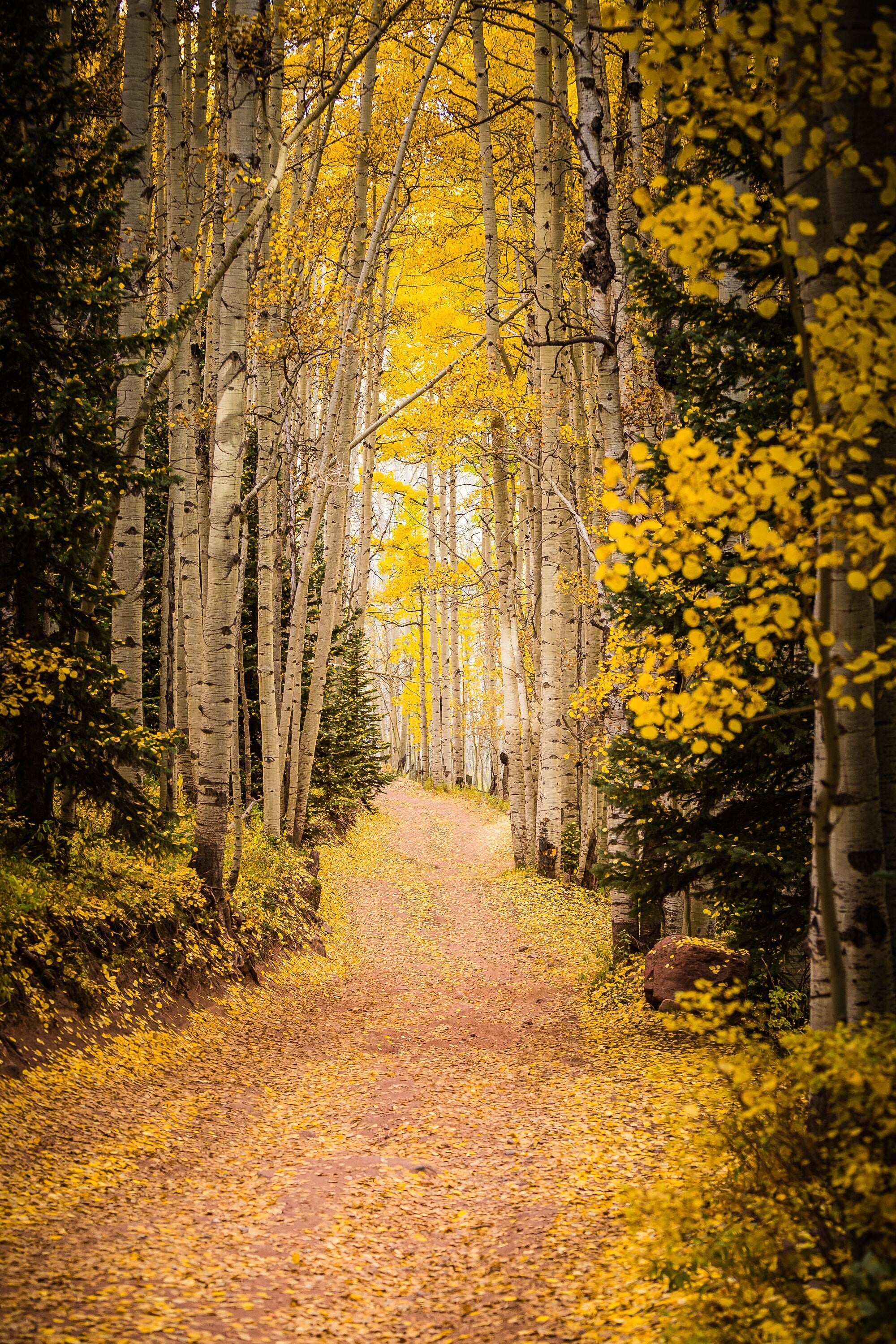 Golden Roads - Aspen Colorado Fall Colors Fine Art Photography (Metal & Bamboo Prints)