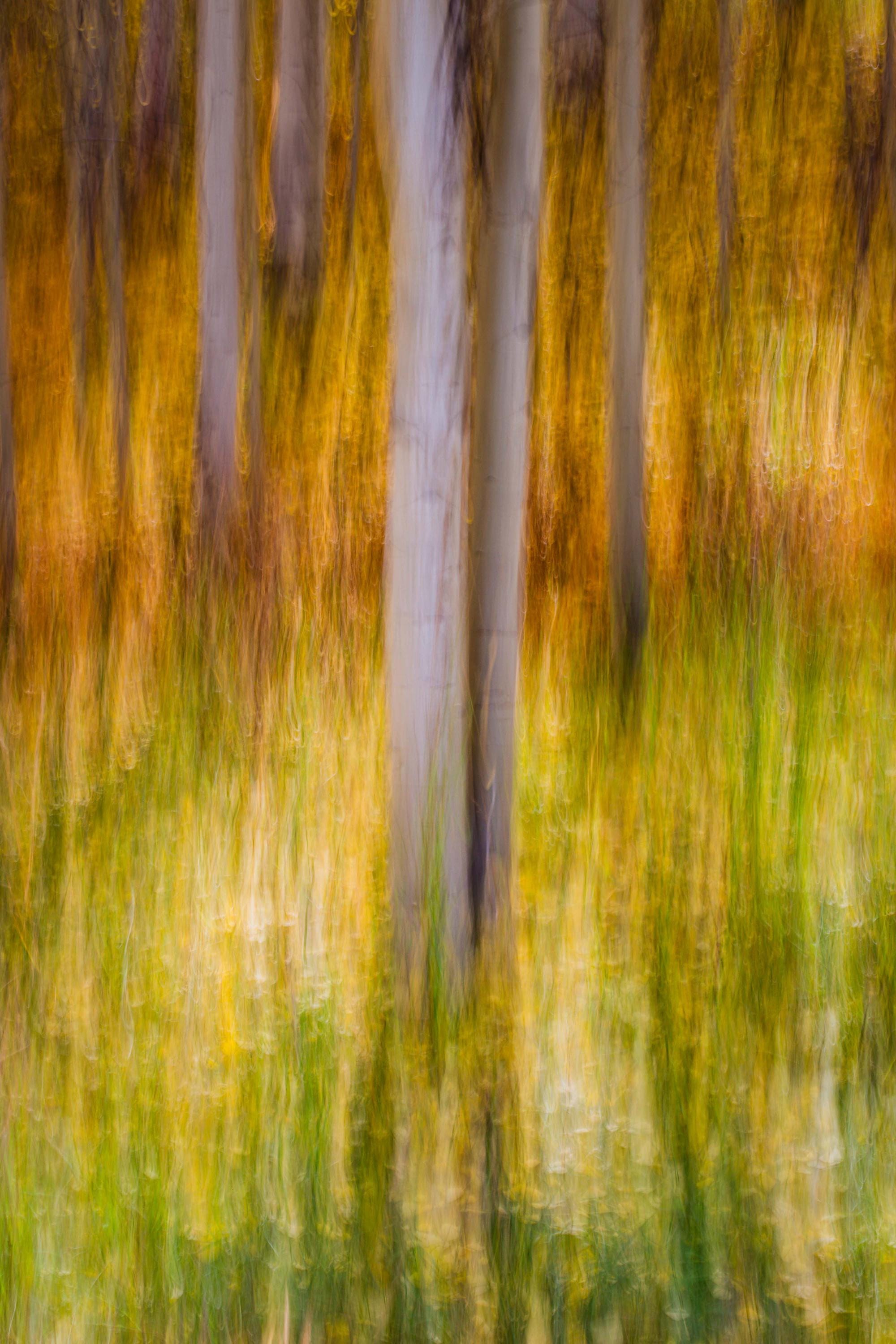 a blurry photo of a forest with trees