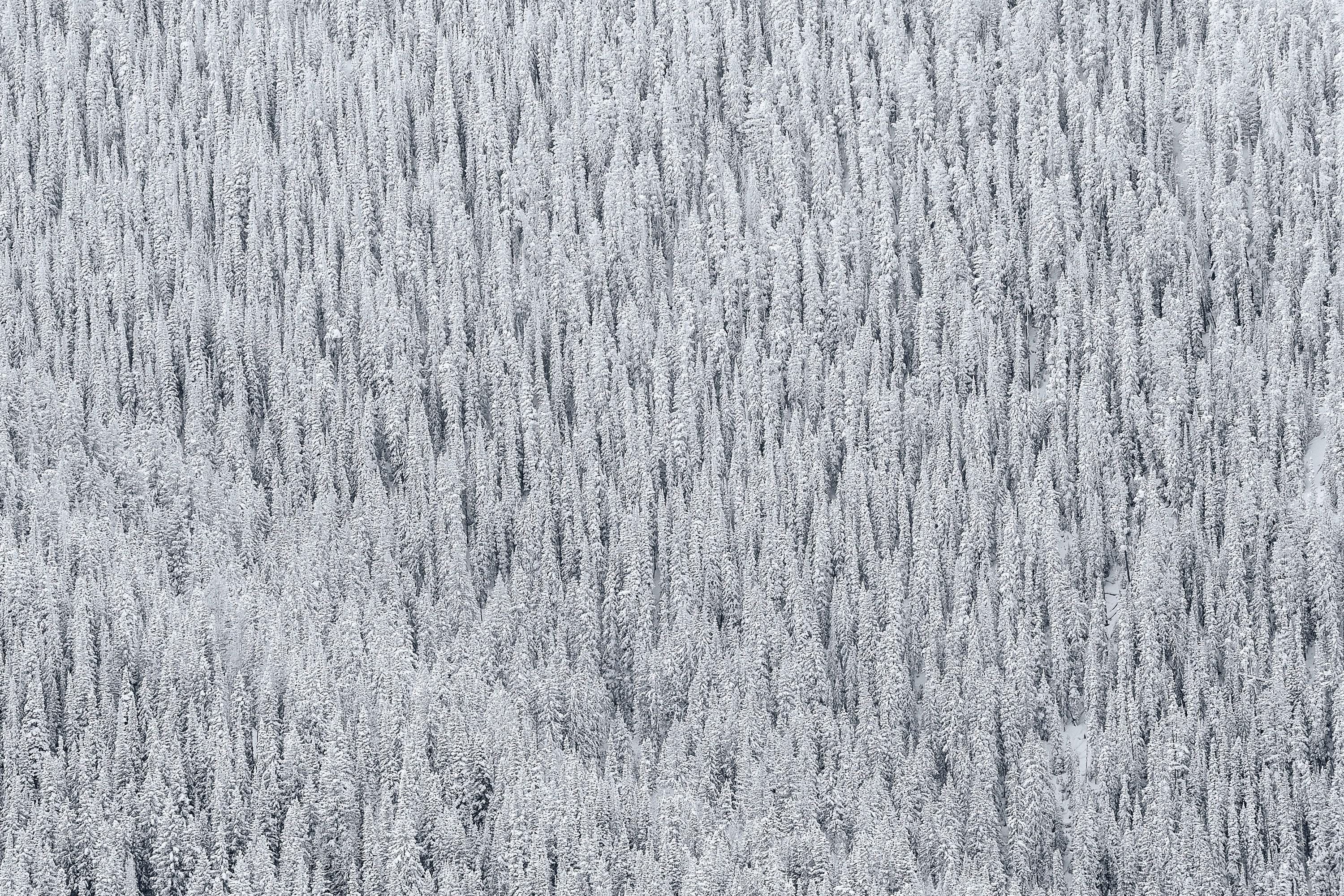 Snowy Trees - Aspen Colorado Winter Fine Art Photography (Metal & Bamboo Prints)