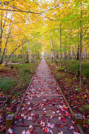 a wooden walkway surrounded by trees with leaves on it