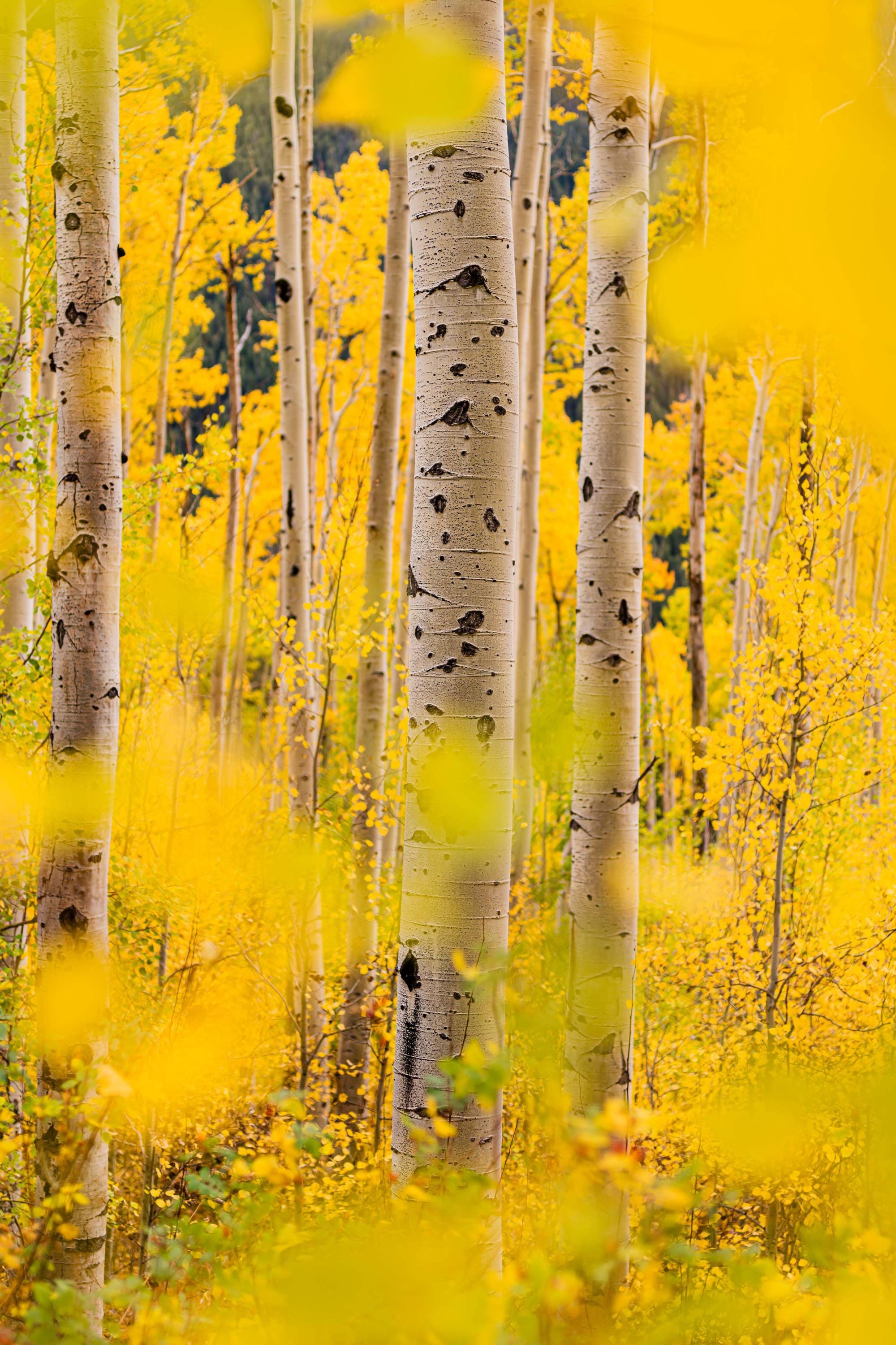 a forest filled with lots of tall yellow trees